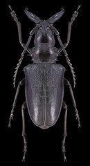 Beetle Dorysthenes walkeri on a black background