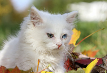 Naklejka na ściany i meble small kitten in nature during autumn