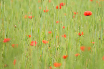 Klatschmohn in einem Getreidefeld