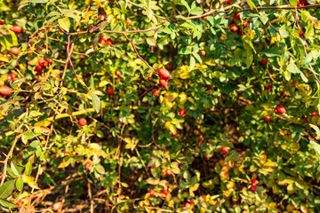 Rote Hagebutten am Strauch im Herbst
