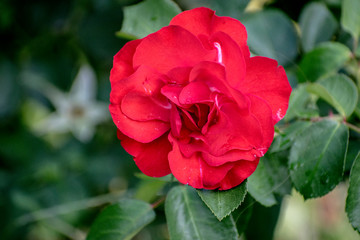 red rose in garden