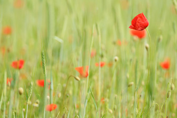 Obraz premium Klatschmohn in einem Getreidefeld