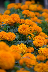 yellow flowers in the garden