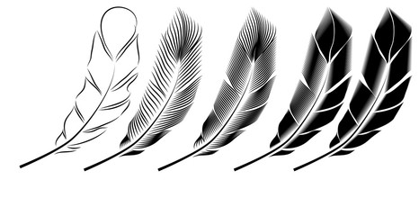Collection of feather illustration, drawing, engraving, ink, line art,