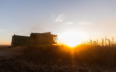 Fototapeta premium Harvesting of corn field with combine