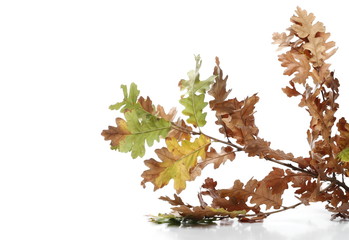 Oak leaves in autumn isolated on white background