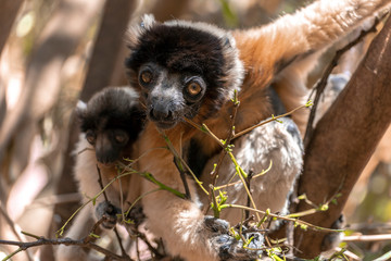 Crowned sifaka lemur ( Propithecus coronatus ), Mother and Baby. Wild nature Madagascar