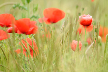 Naklejka premium Klatschmohn in einem Getreidefeld