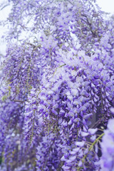 Purple wisteria flowers in bloom,close up