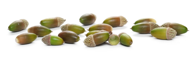Green and brown acorns isolated on white background