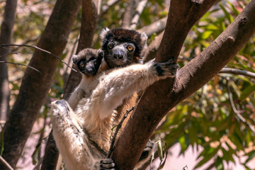 Crowned sifaka lemur ( Propithecus coronatus ), Mother and Baby. Wild nature Madagascar