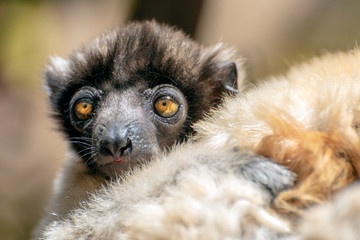 Crowned sifaka lemur ( Propithecus coronatus ),Young baby. Portrait.Madagascar - wild nature.