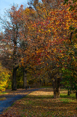 autumn in the Botanical Garden