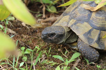 Griechische Landschildkröte