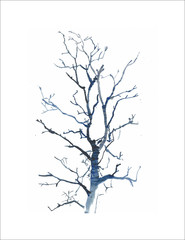 Fototapeta premium school of trees-1. it is my own picture I draw sitting in the forest. do I really need a permission? I have many such works, and it would be difficult to make a document about each of them. 