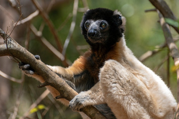Crowned sifaka lemur ( Propithecus coronatus ), Portrait. Madagascar - wild nature.