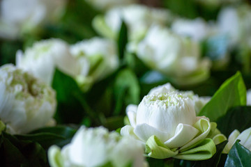 lotus fold in the room