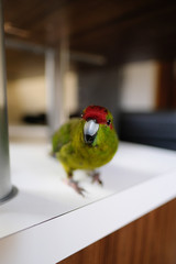 a colorful kakariki parrot looks into the lens