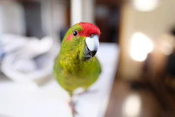 a colorful kakariki parrot looks into the lens