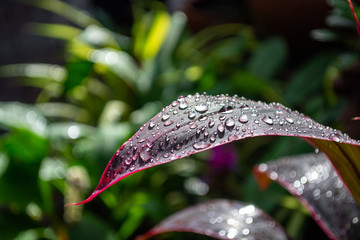 raindrops on leaf