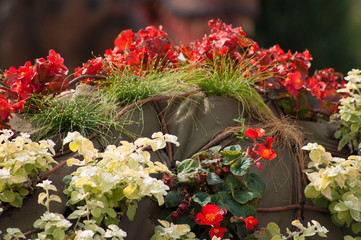 red begonias garden composition