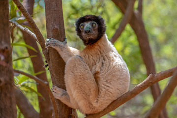 Crowned sifaka lemur ( Propithecus coronatus ), Portrait. Madagascar - wild nature.