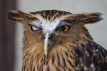 Portrait of angry frightened buffy fish owl, Ketupa ketupu, also known as the Malay fish owl, awaken and disturbed by strange sound and winking yellow eye.