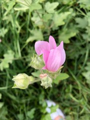 pink flower in the garden