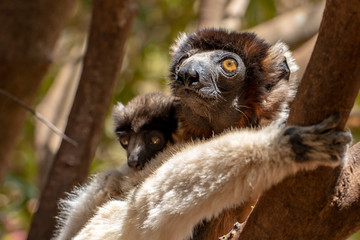 Crowned sifaka lemur ( Propithecus coronatus ), Mother and Baby. Wild nature Madagascar