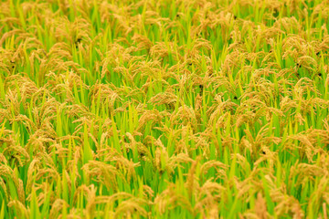 Golden rice, in the fields