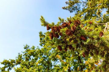 Fototapeta na wymiar Nadelbaum mit braunen Zapfen und immergrünen Nadeln im Herbst