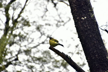 Native Birds in New Zealand