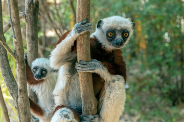 Crowned sifaka lemur ( Propithecus coronatus ), Mother and Baby. Wild nature Madagascar