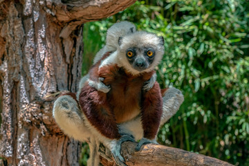 Crowned sifaka lemur ( Propithecus coronatus ), Mother and Baby. Wild nature Madagascar