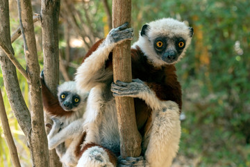 Crowned sifaka lemur ( Propithecus coronatus ), Mother and Baby. Wild nature Madagascar