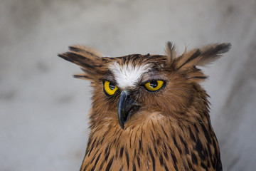 Portrait of angry frightened buffy fish owl, Ketupa ketupu, also known as the Malay fish owl, awaken and disturbed by strange sound and gazing its big yellow eyes.