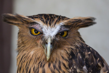 Portrait of angry frightened buffy fish owl, Ketupa ketupu, also known as the Malay fish owl, awaken and disturbed by strange sound and gazing its big yellow eyes.