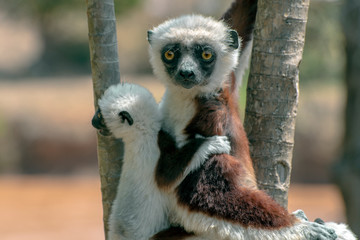 Crowned sifaka lemur ( Propithecus coronatus ), Mother and Baby. Wild nature Madagascar