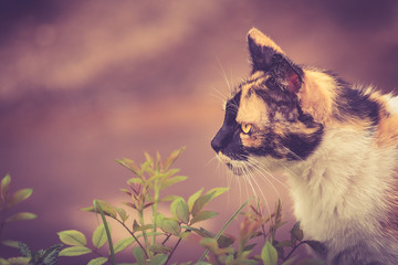 Obraz premium gata