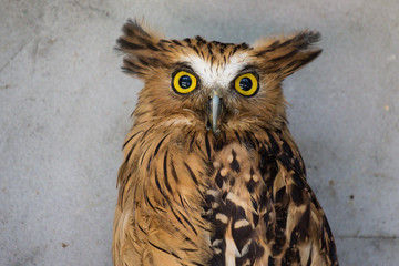 Portrait of angry frightened buffy fish owl, Ketupa ketupu, also known as the Malay fish owl, awaken and disturbed by strange sound and gazing its big yellow eyes.