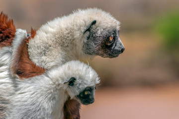 Crowned sifaka lemur ( Propithecus coronatus ), Mother and Baby. Wild nature Madagascar