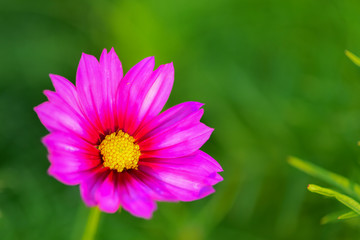 Obraz premium Autumn Yinghua Blooming in Spring-Micro Close-up