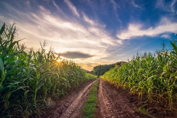 Foto auf Leinwand Schöne Maisfeldfarm am Sonnenaufganghimmel. © Kris Tan