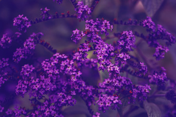 Beautiful fairy dreamy magic purple violet blue heliotropium arborescens or garden heliotrope flowers on faded blurry background. Dark art moody floral. Toned with filters in vintage style.