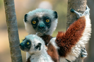 Crowned sifaka lemur ( Propithecus coronatus ), Mother and Baby. Wild nature Madagascar