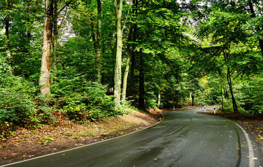 Asphalt road through the forest.