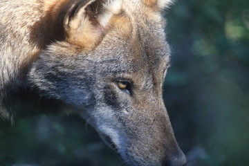 The wolves in the wildlife area of Civitella Alfedena