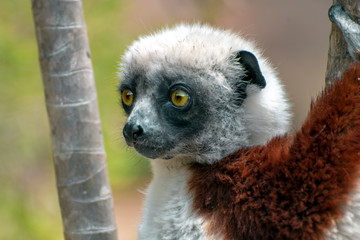 Crowned sifaka lemur ( Propithecus coronatus ), Portrait. Madagascar - wild nature