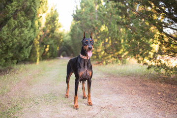 Doberman-pinscher outside in a wooded setting, black and tan
