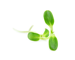 Sunflower seedling on white background